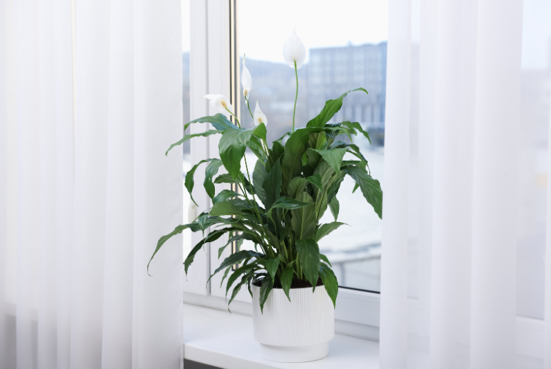 consejos para plantas en el hogar